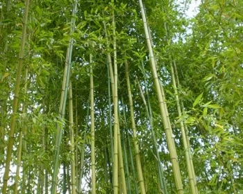 Bambuszkaró 12-50 mm átmérő között