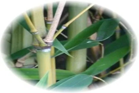 A bambuszok a perjefélék családjába tartozó évelő, örökzöld növények